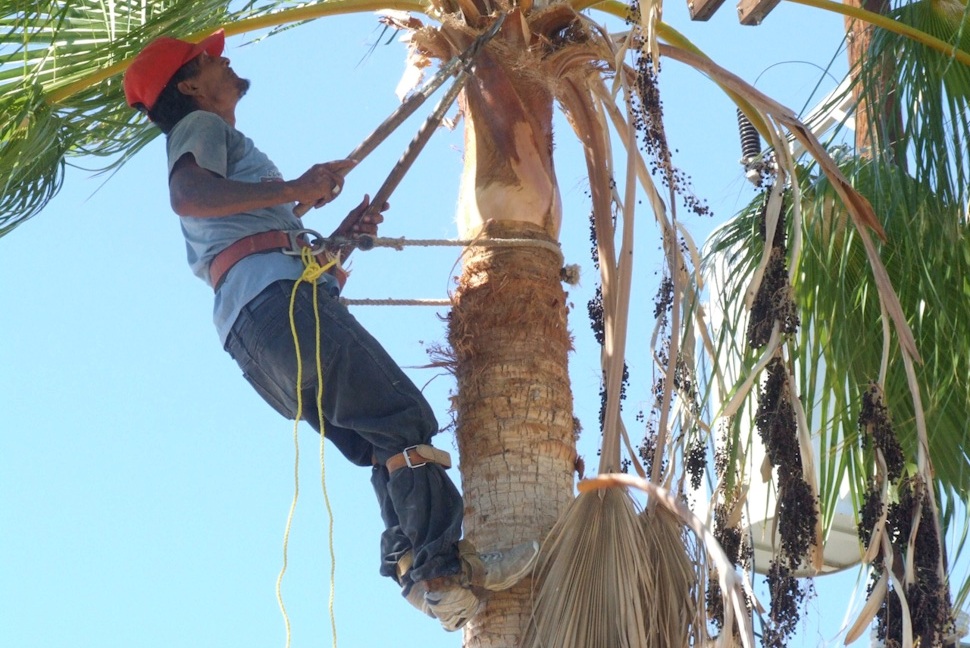 Tree Removal Services Jims Trees NZ