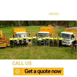 JIM'S TREES