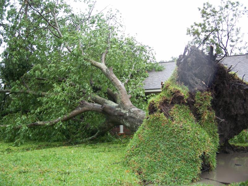 A Comprehensive Guide To Emergency Tree Removals