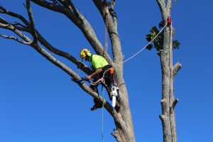 qualified arborists Climbing